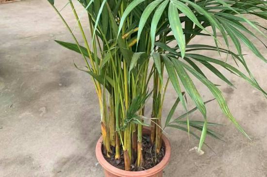 常見100種植物介紹（100種寓意好的植物名字）